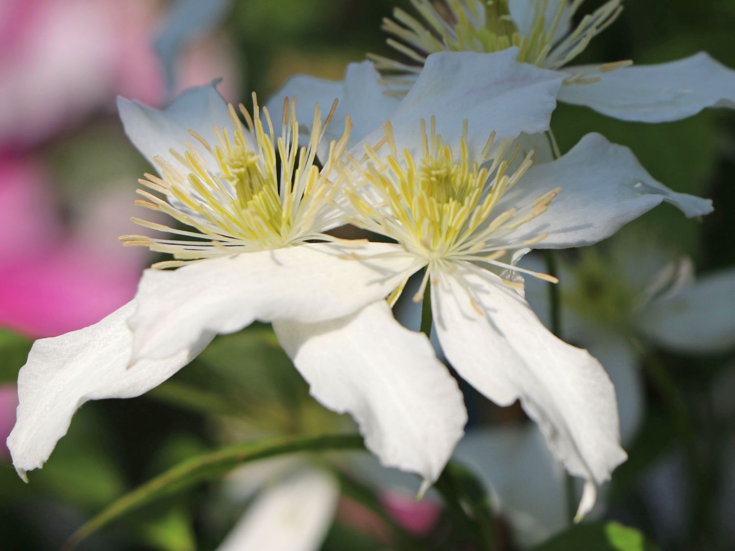 Clematis 'Dr. Penelope' ®