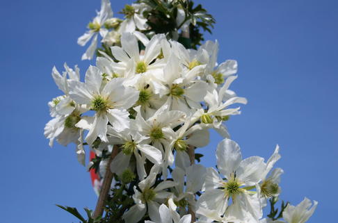 Clematis 'Early Sensation' - Clematis 'Early Sensation'