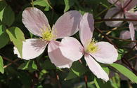 Clematis 'Elizabeth'
