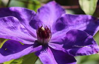 Clematis 'Elsa Späth' / Clematis 'Xerces'
