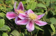 Clematis 'Empress' ®