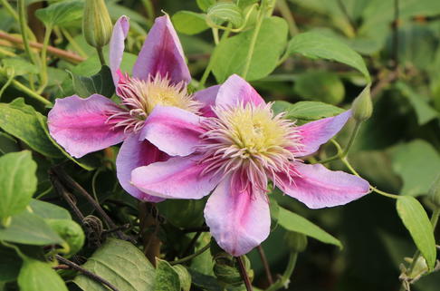 Clematis 'Empress' ® - Clematis 'Empress' ®