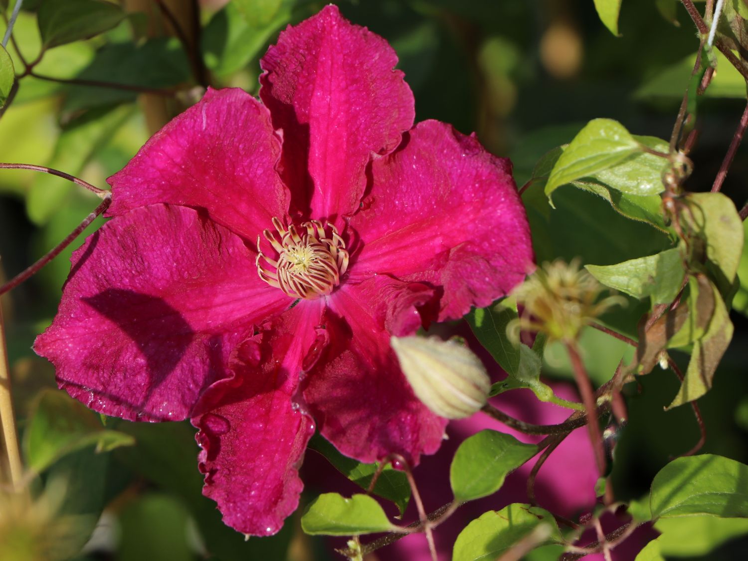 Clematis 'Ernest Markham'