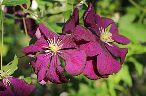 Clematis 'Etoile Violett' - Clematis viticella 'Etoile Violett'