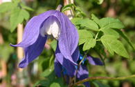 Alpen-Waldrebe 'Frances Rivis'
