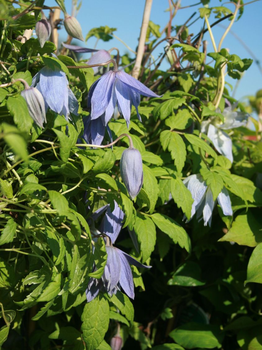Alpen-Waldrebe 'Frances Rivis' - Clematis alpina 'Frances Rivis'