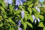 Alpen-Waldrebe 'Frances Rivis' - Clematis alpina 'Frances Rivis'
