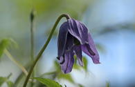 Clematis 'Frankie' / Alpenwaldrebe