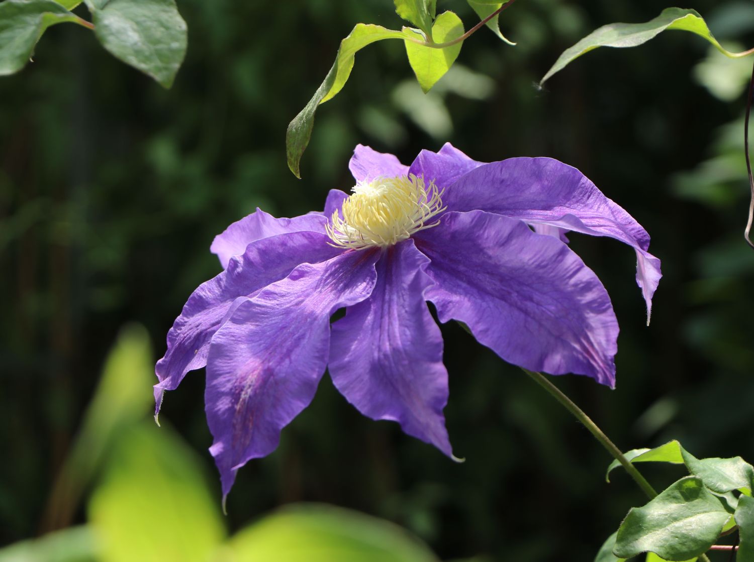Clematis 'Frau Mikiko'