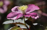 Clematis 'Freda'