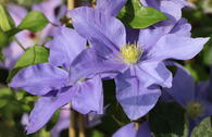 Clematis 'Fujimusume'