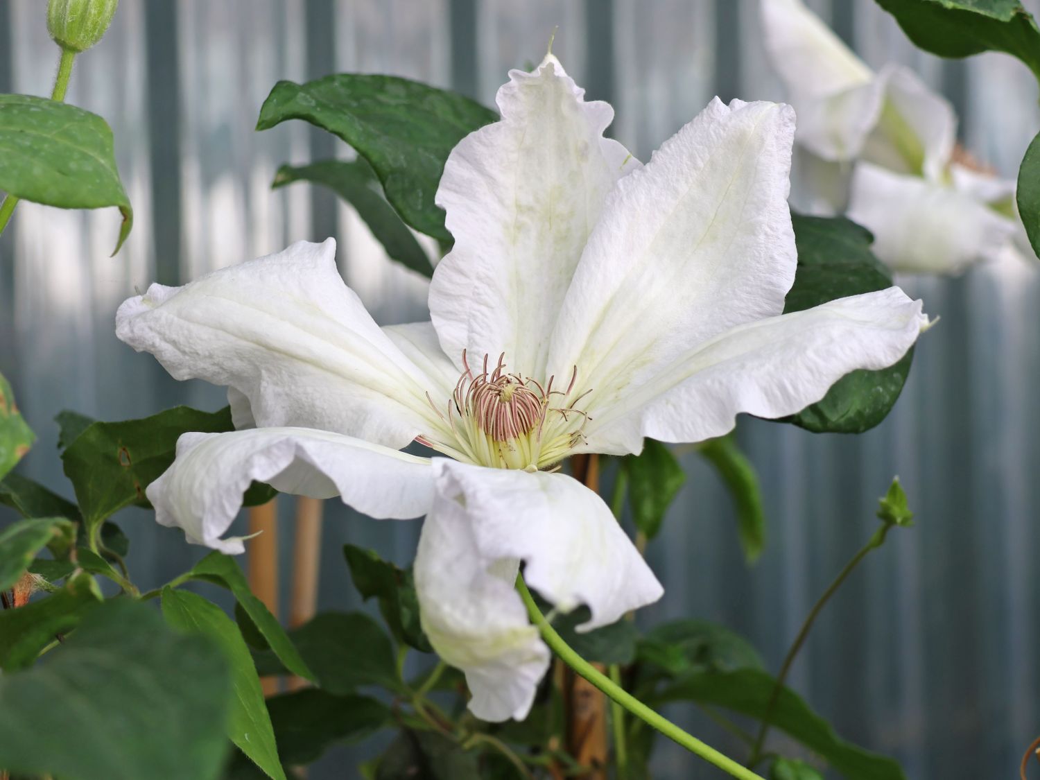 Clematis 'Fuyu-no-tabi'