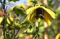 Clematis 'Golden Harvest'