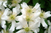 Clematis 'Grandiflora' Alba