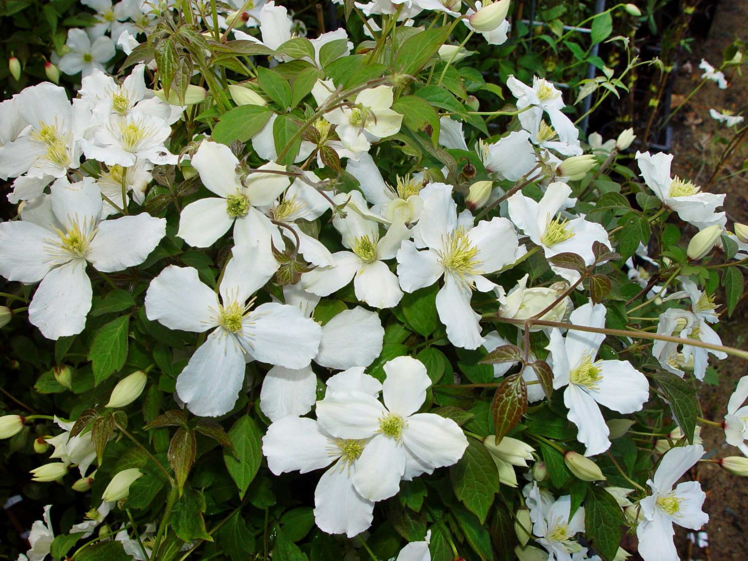 Clematis 'Grandiflora'
