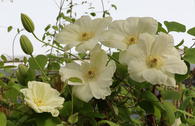 Clematis 'Guernsey Cream'