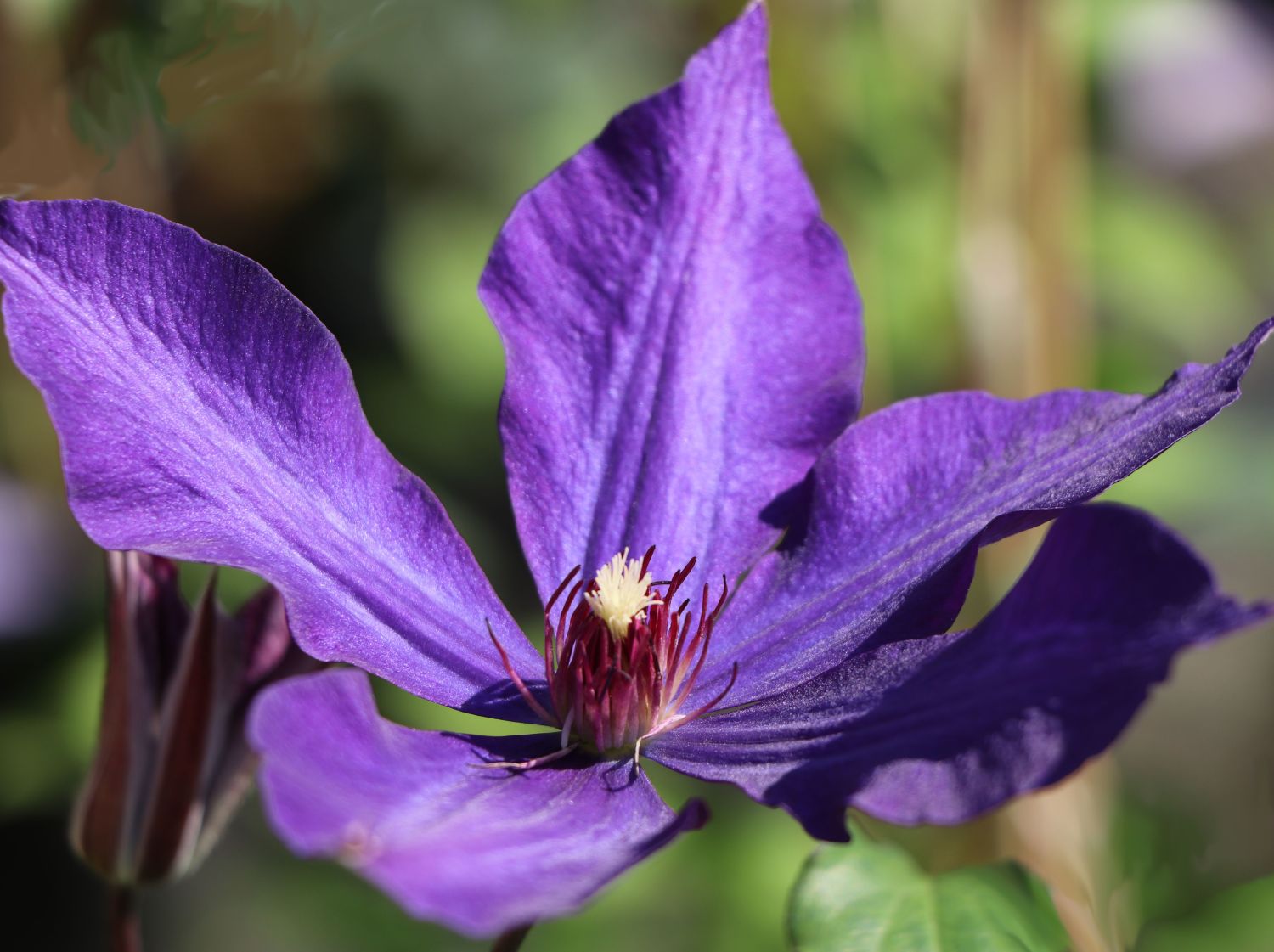 Clematis 'Guiding Star'