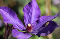 Clematis 'Guiding Star'