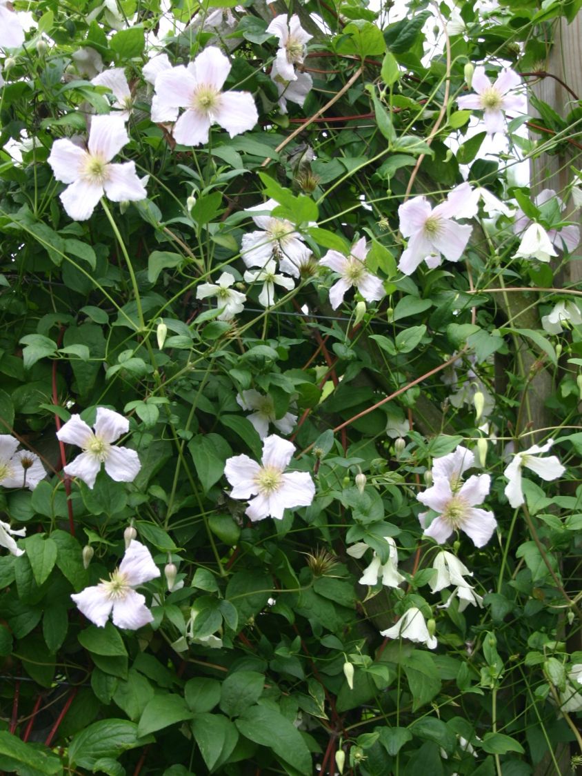 Italienische Waldrebe 'Hagelby White' - Clematis viticella 'Hagelby White'