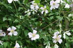 Italienische Waldrebe 'Hagelby White' - Clematis viticella 'Hagelby White'