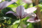 Clematis 'Hagley Hybrid' - Clematis 'Hagley Hybrid'