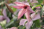 Clematis 'Hagley Hybrid' - Clematis 'Hagley Hybrid'