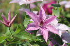 Clematis 'Hagley Hybrid' - Clematis 'Hagley Hybrid'