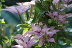 Clematis 'Hagley Hybrid' - Clematis 'Hagley Hybrid'