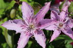 Clematis 'Hagley Hybrid' - Clematis 'Hagley Hybrid'