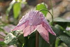 Clematis 'Hagley Hybrid' - Clematis 'Hagley Hybrid'