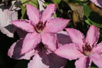Clematis 'Hagley Hybrid' - Clematis 'Hagley Hybrid'