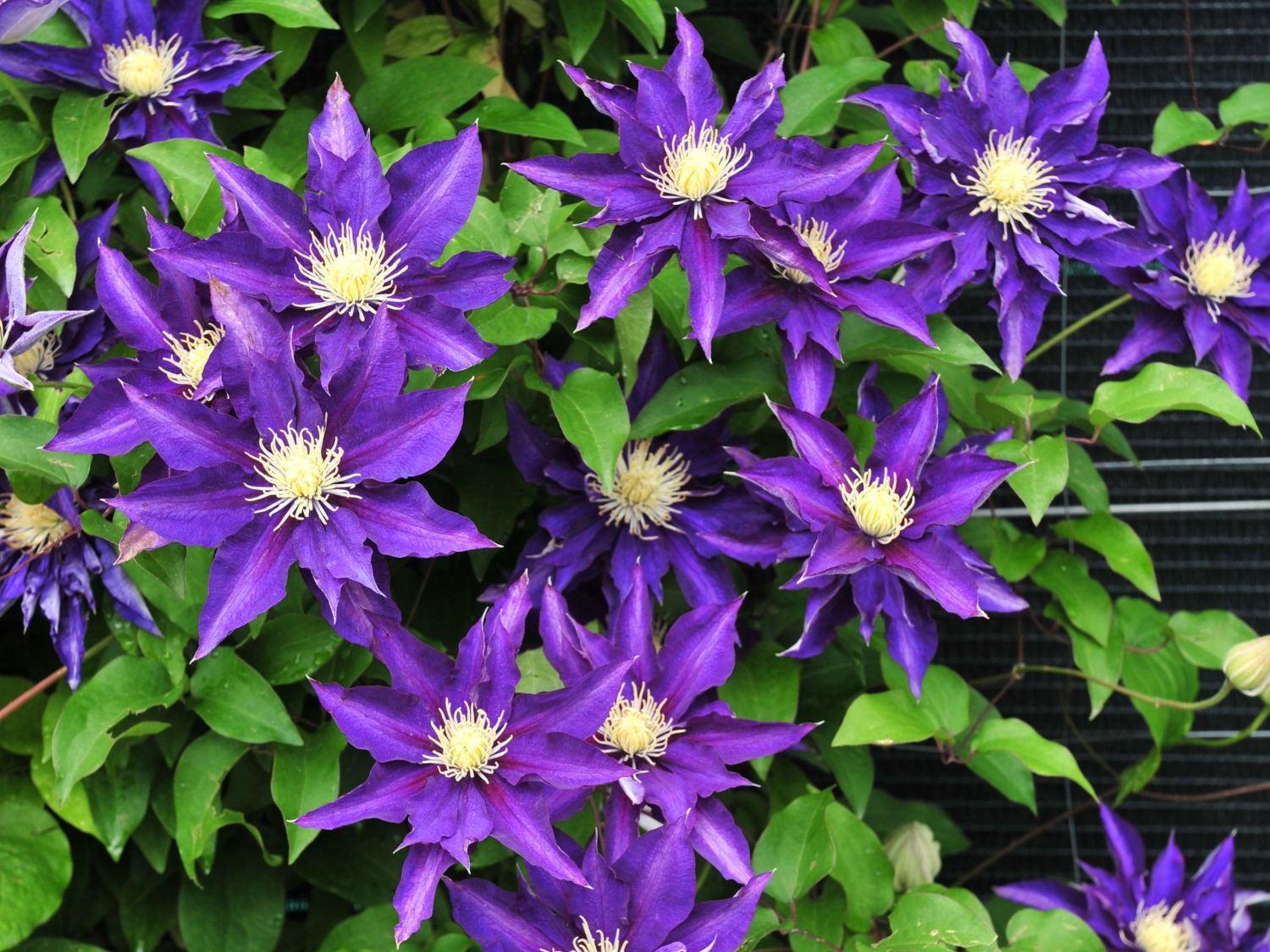 Clematis 'Haku Ookan'