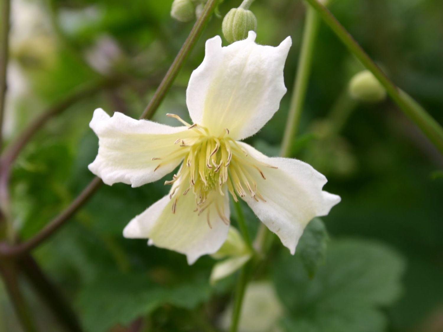 Clematis 'Jasper'