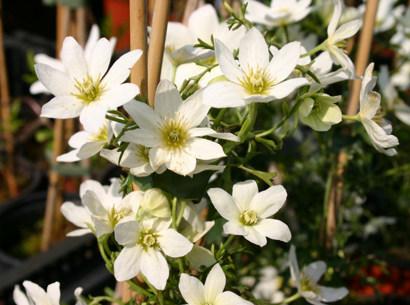 Clematis 'Joe'