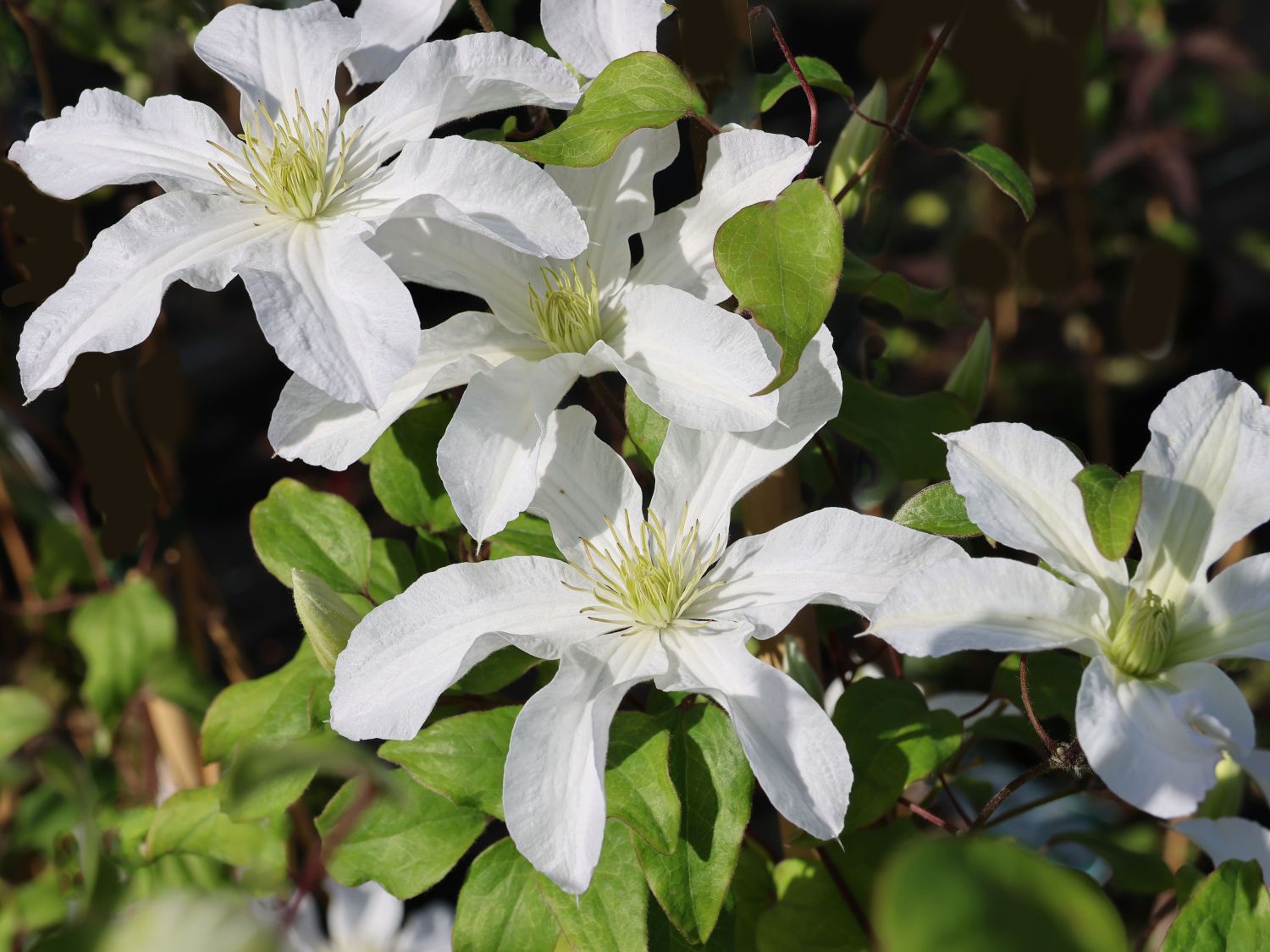 Clematis 'John Huxtable'