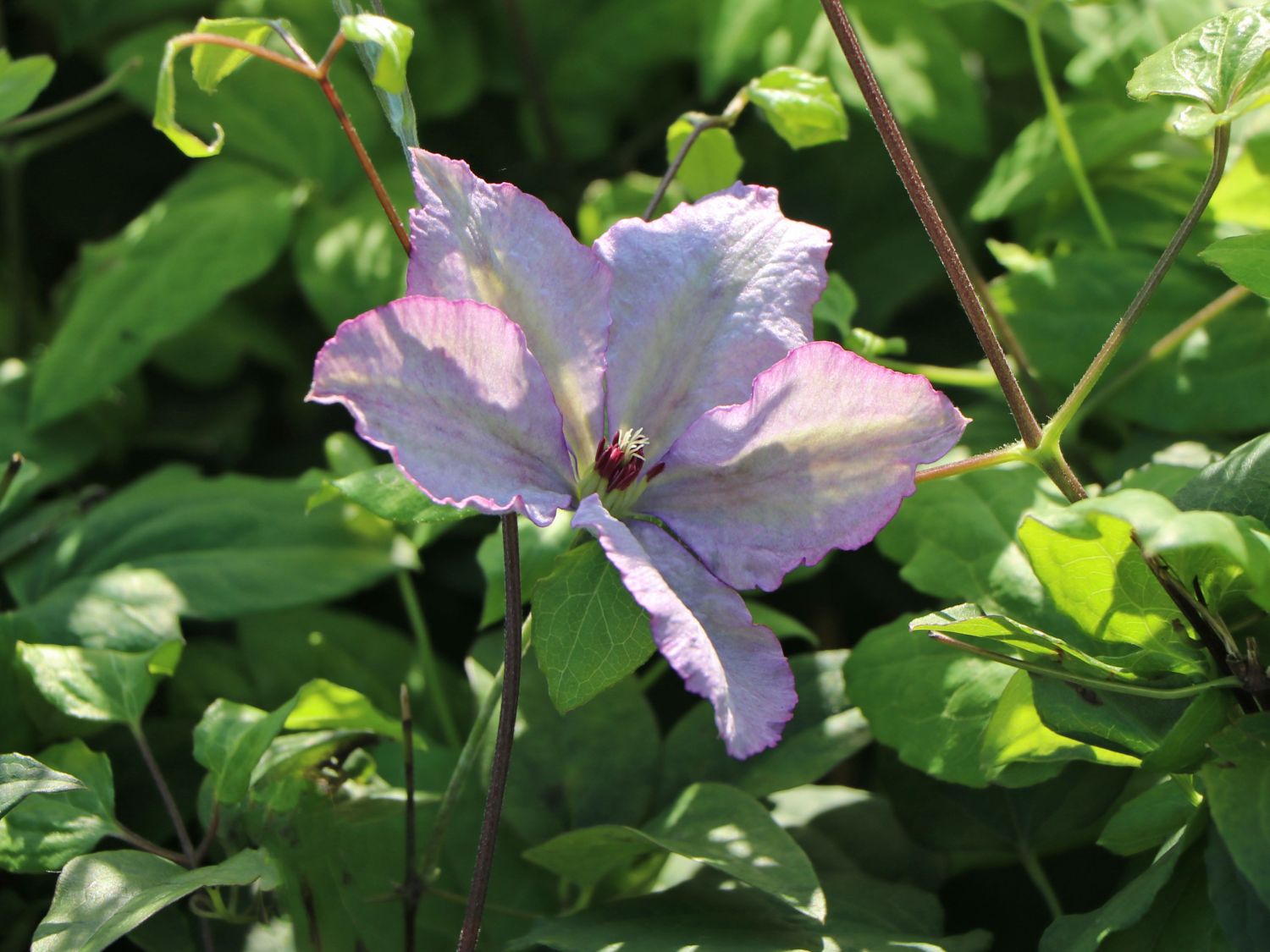 Clematis 'John Paul II' Clematis 'John Paul II' Baumschule Horstmann