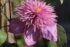 Clematis 'Kaiser' - Clematis 'Kaiser'