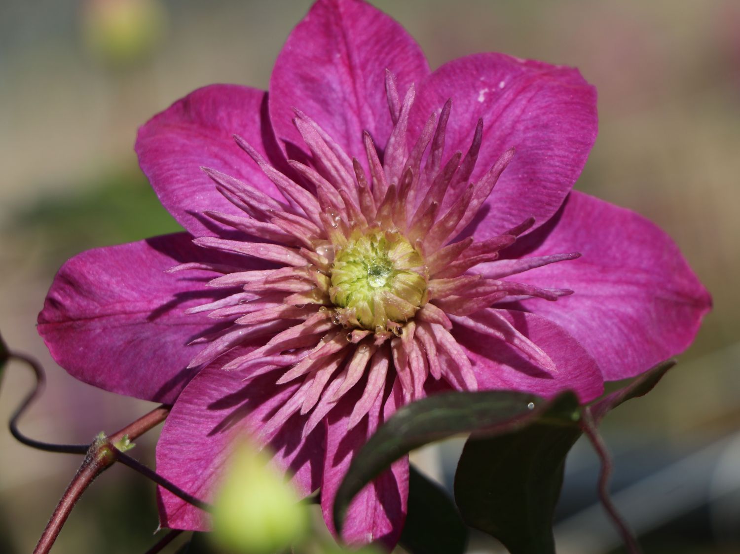 Clematis 'Kaiser' - Clematis 'Kaiser'
