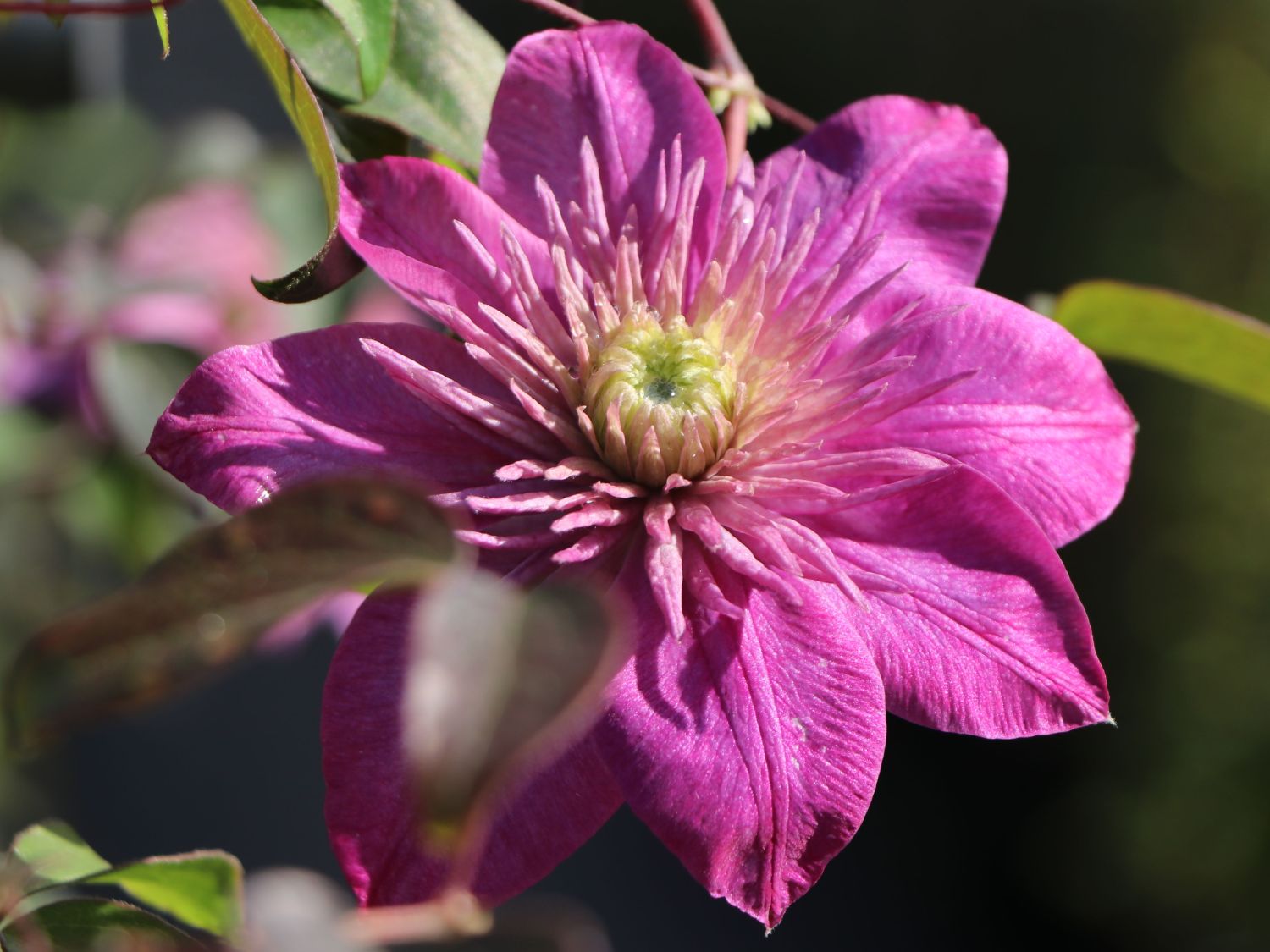 Clematis 'Kaiser' - Clematis 'Kaiser'