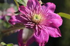 Clematis 'Kaiser' - Clematis 'Kaiser'