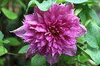 Clematis 'Kaiser' - Clematis 'Kaiser'