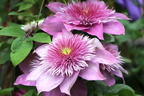 Clematis 'Kaiser' - Clematis 'Kaiser'