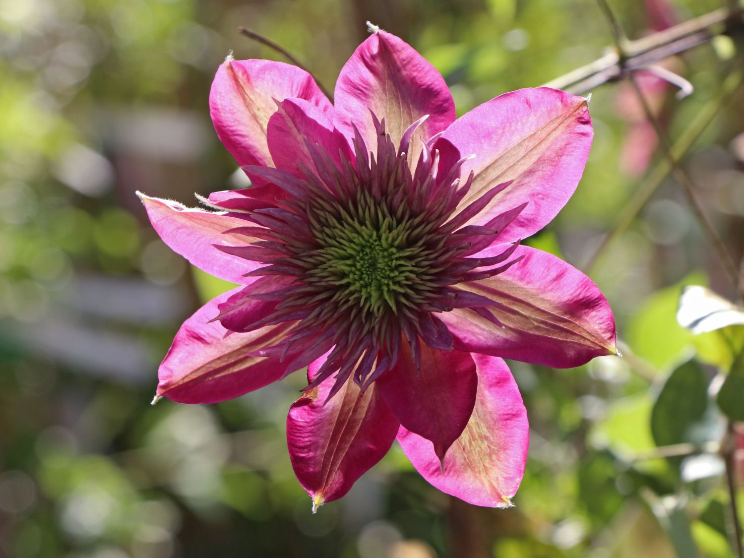 Clematis 'Kaiser' - Clematis 'Kaiser'