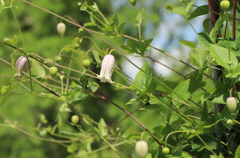 Clematis 'Kaiu' - Clematis texensis 'Kaiu'