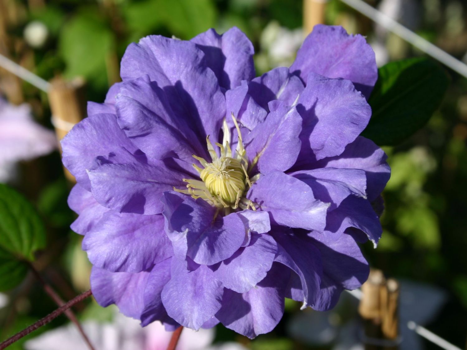 Clematis 'Kiri Te Kanawa'