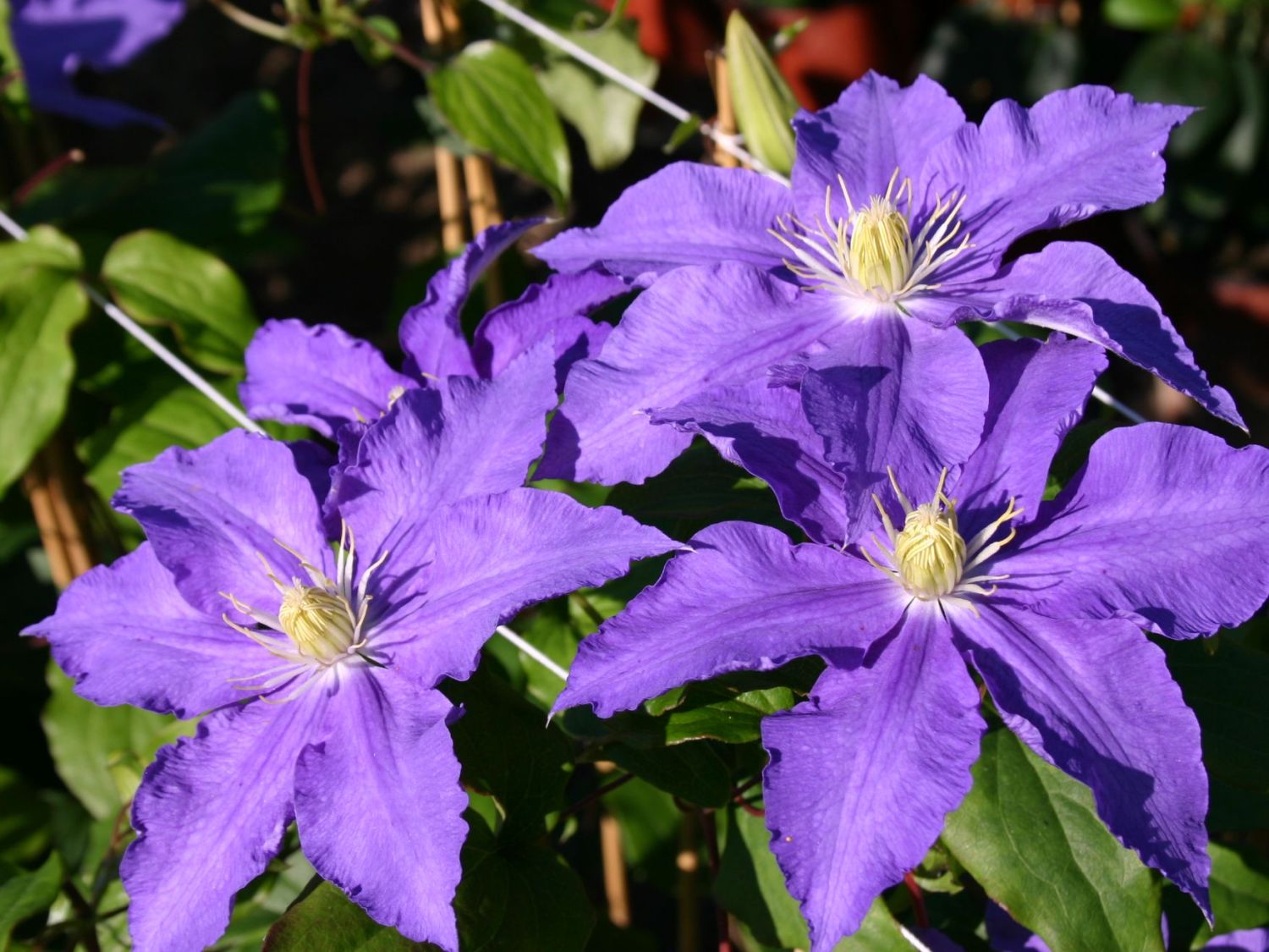 Clematis 'Lasurstern'