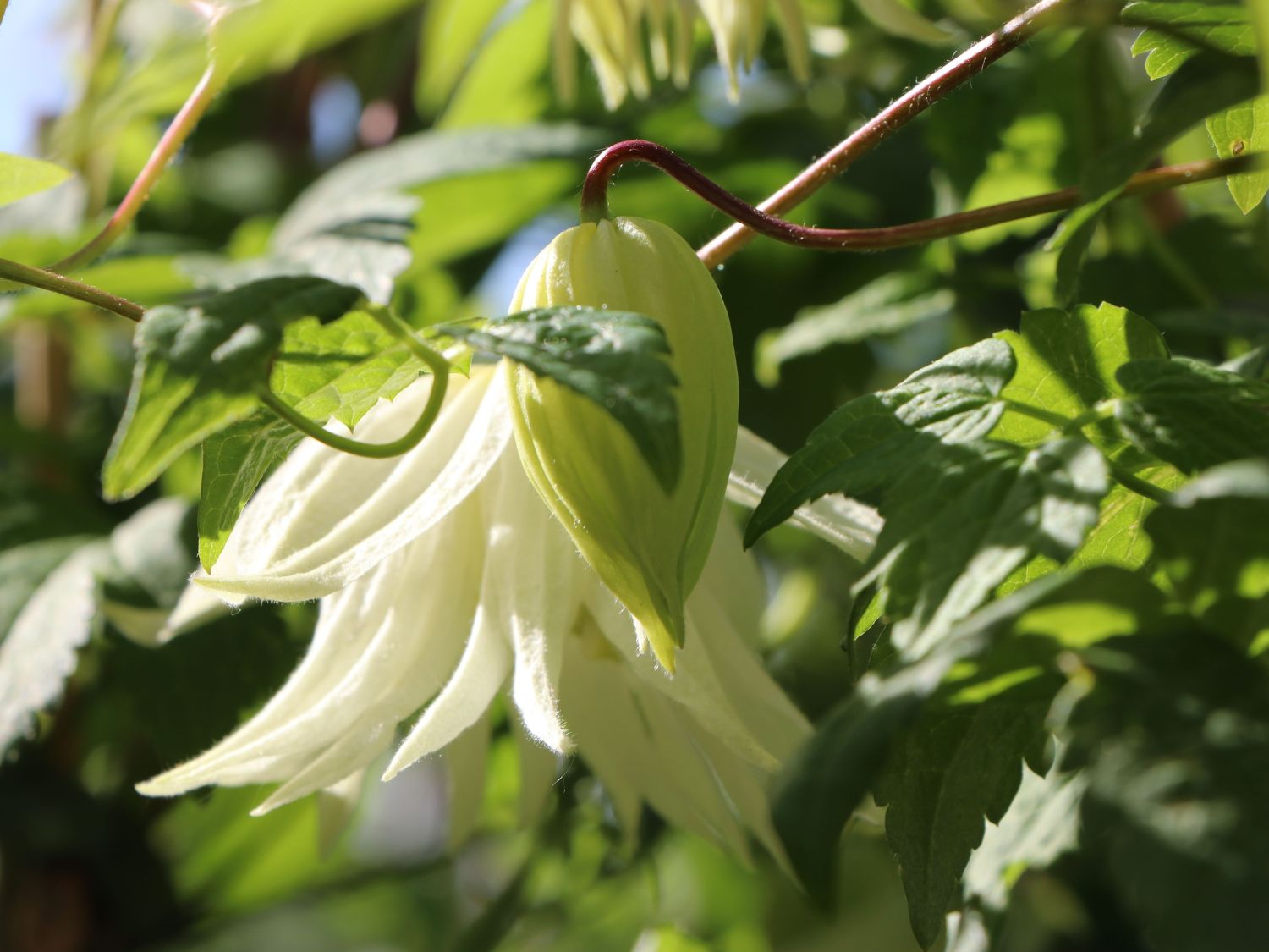 Clematis 'Lemon Dream'