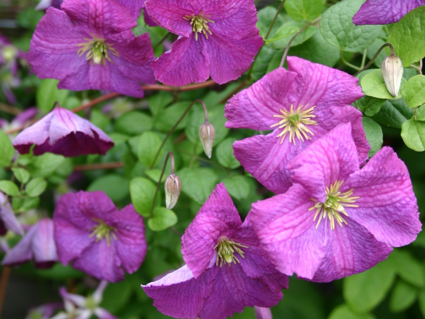 Clematis 'Little Butterfly'