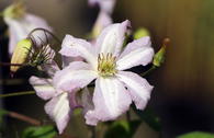 Clematis 'Little Nell'