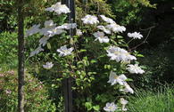Clematis 'Madame Le Coultre'